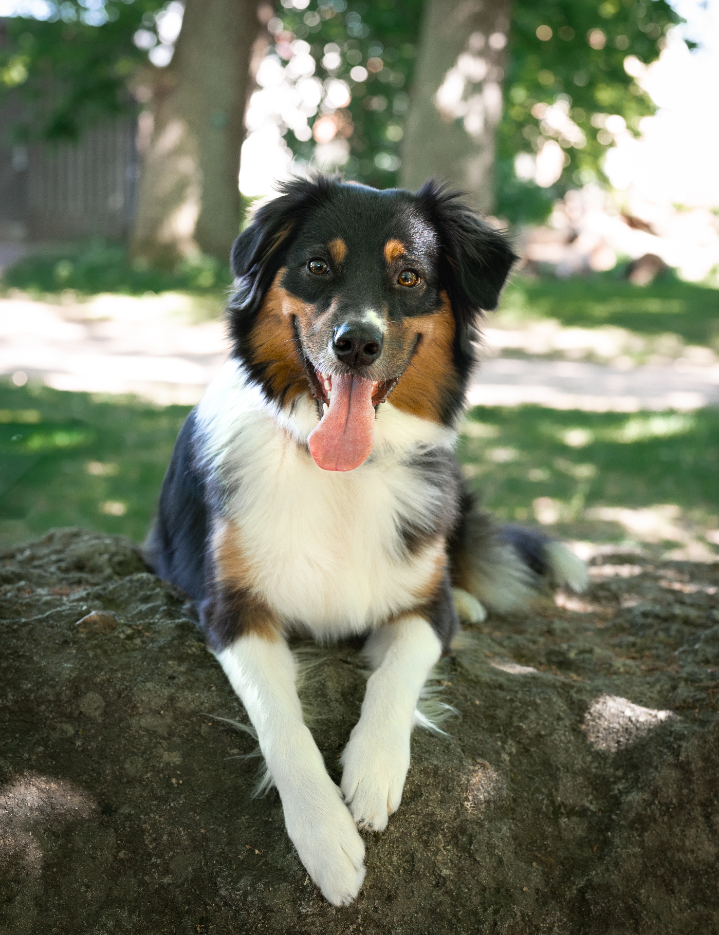 Animal Portraits — image 2