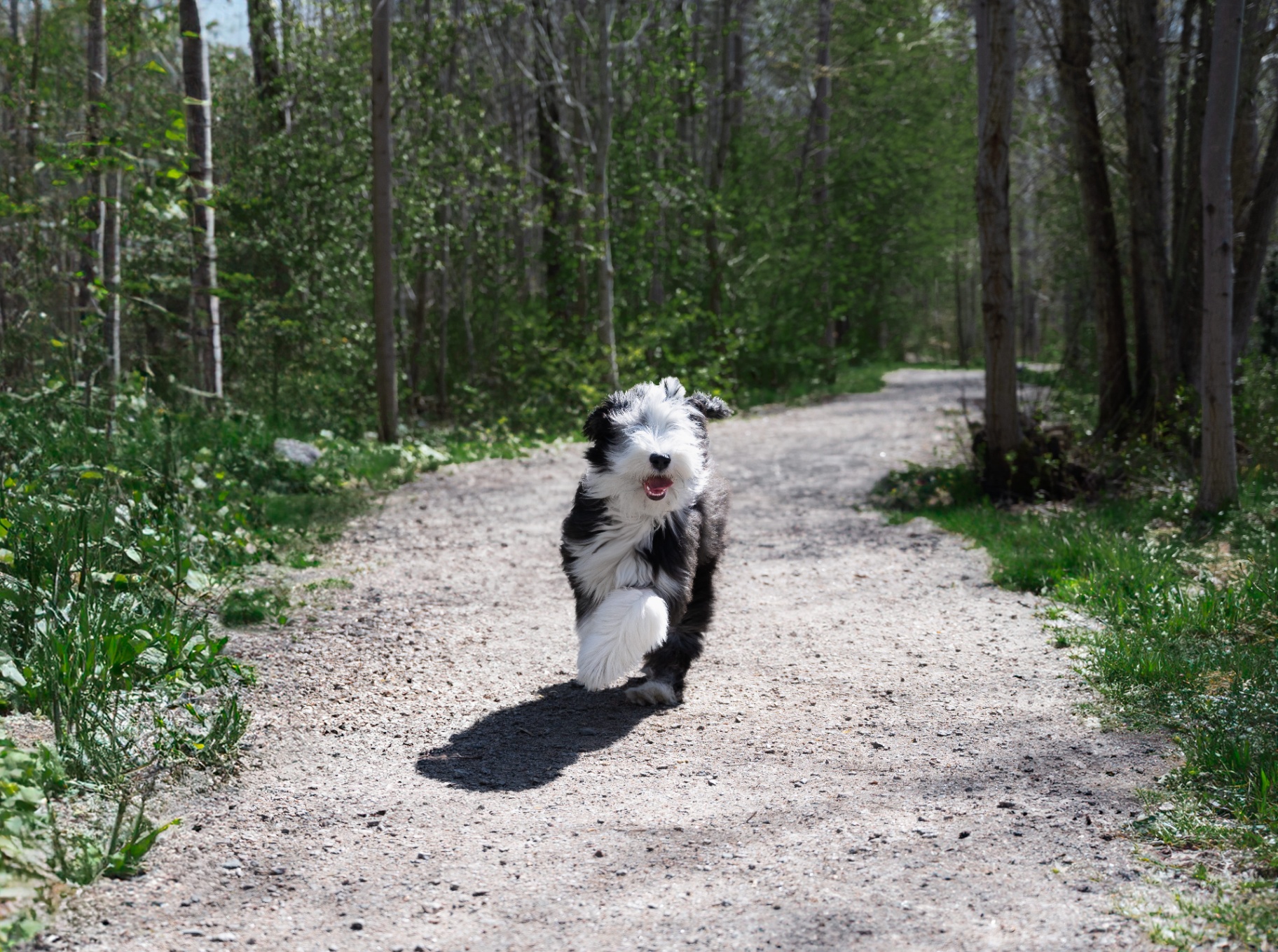 Animal Portraits — image 5