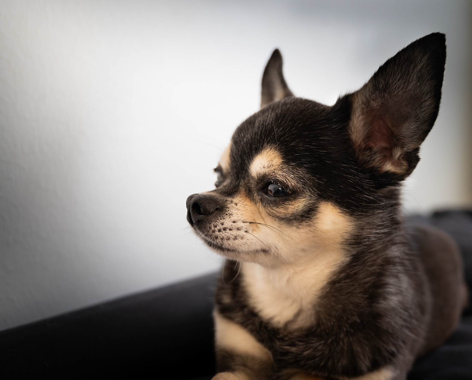 Animal Portraits — image 4