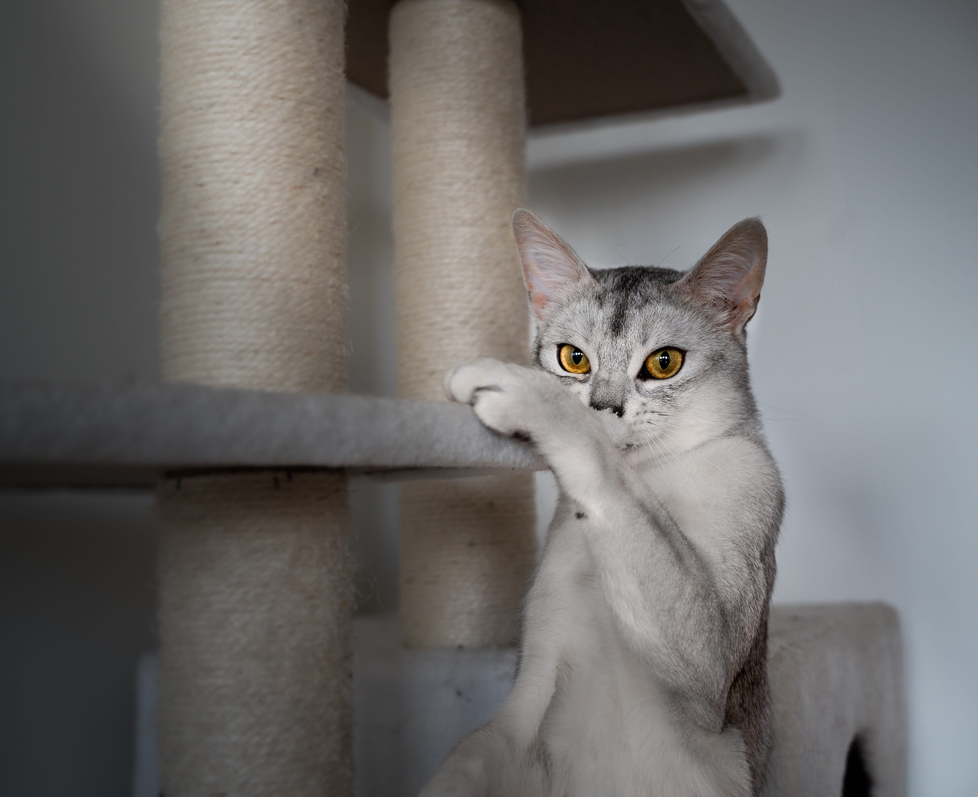 Animal Portraits — image 3