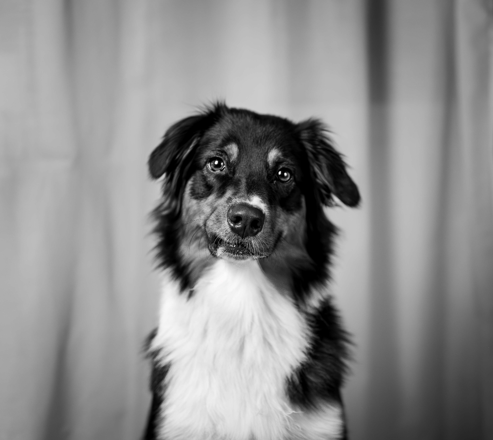 Animal Portraits